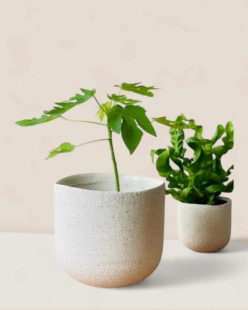 Octavia Planter Medium - Image 2