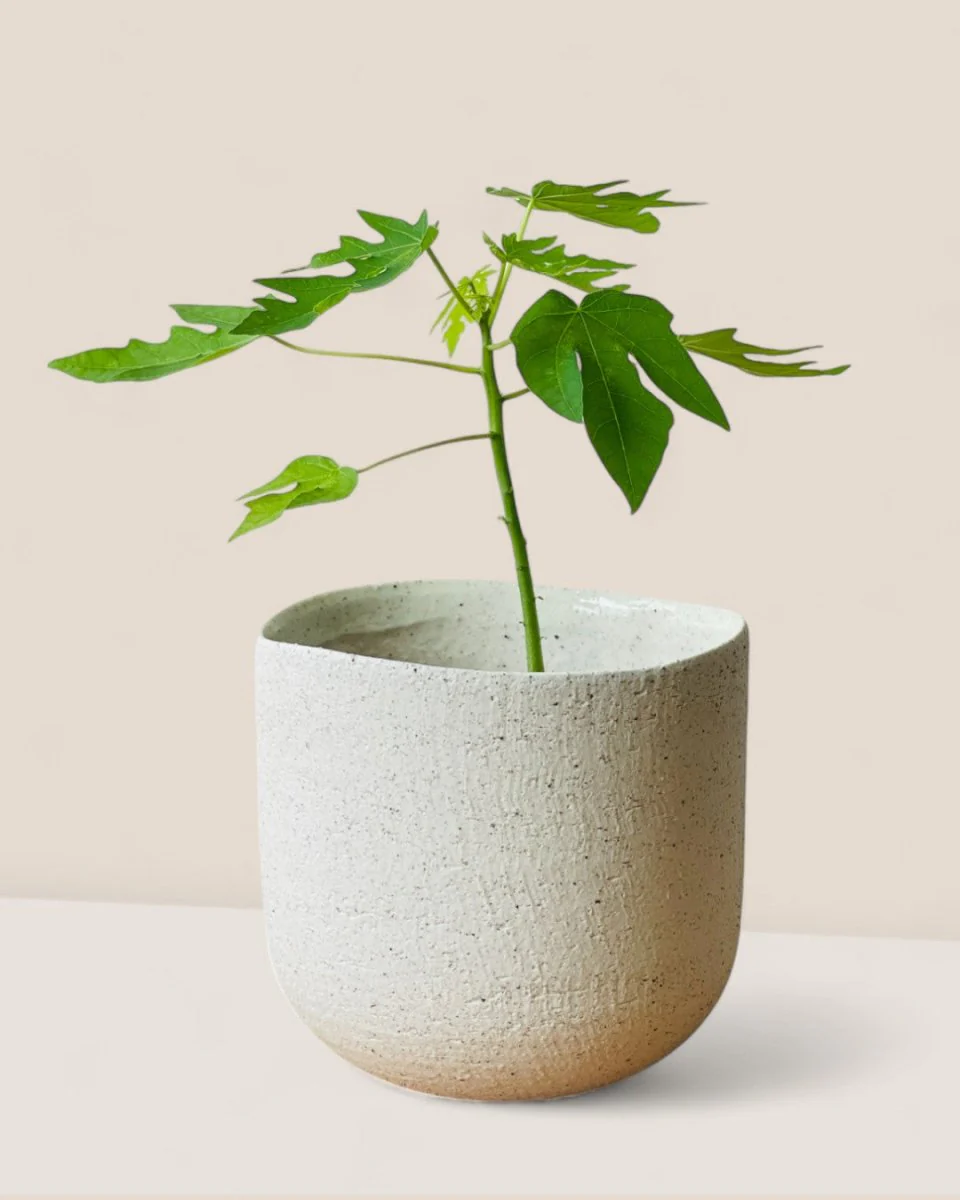 Octavia Planter Medium - Image 3
