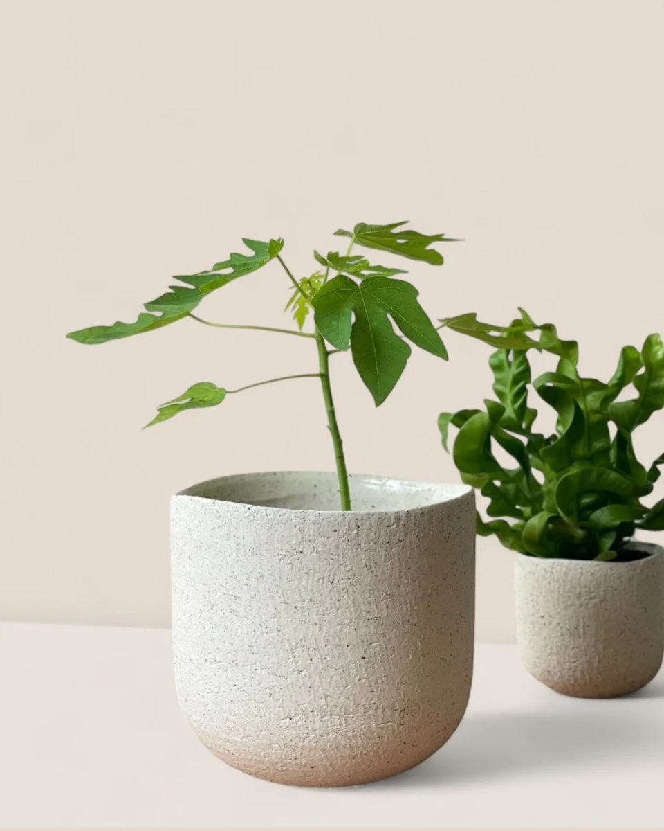 Octavia Planter Medium - Image 4