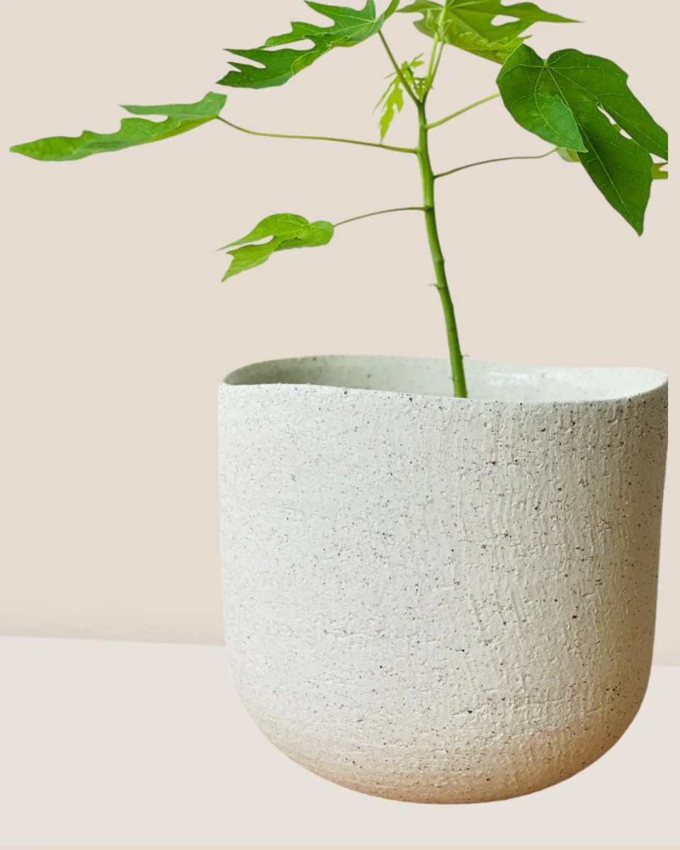 Octavia Planter Medium - Image 5