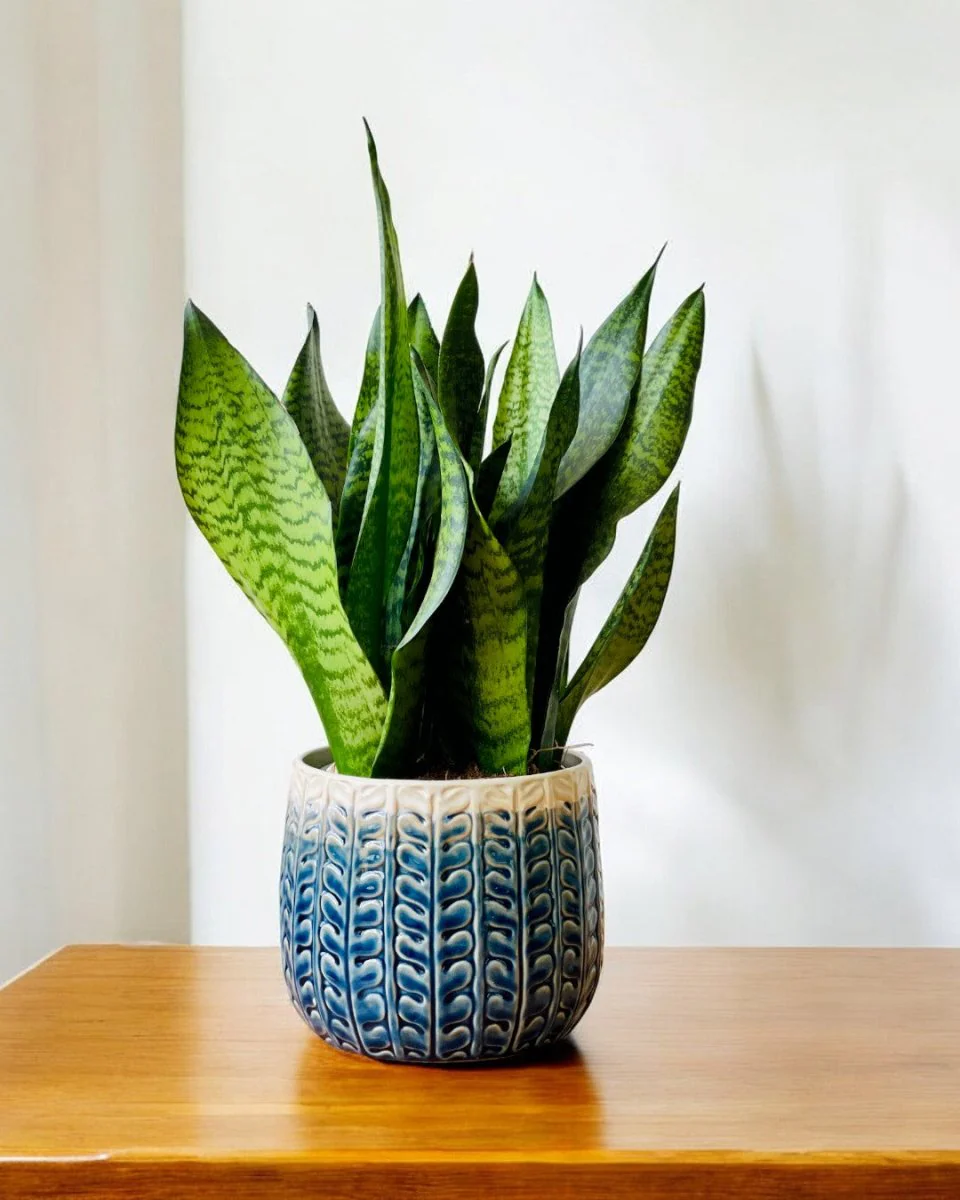 Tina Ceramic Pot - Medium - Image 2