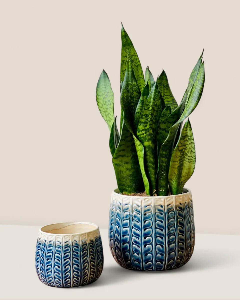 Tina Ceramic Pot - Medium - Image 3