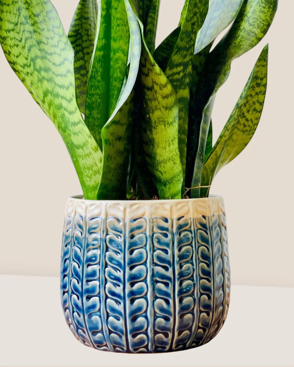 Tina Ceramic Pot - Medium - Image 6