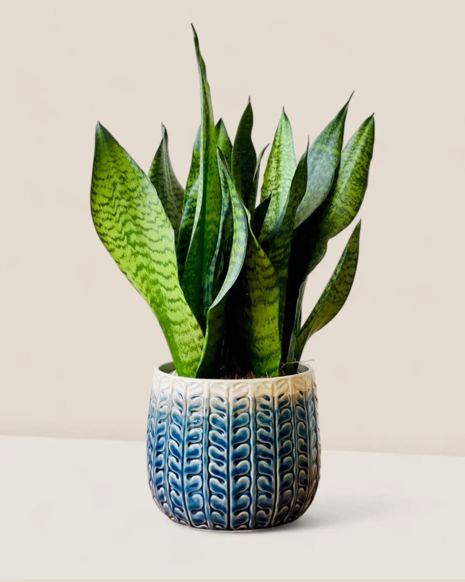 Tina Ceramic Pot - Medium - Image 7