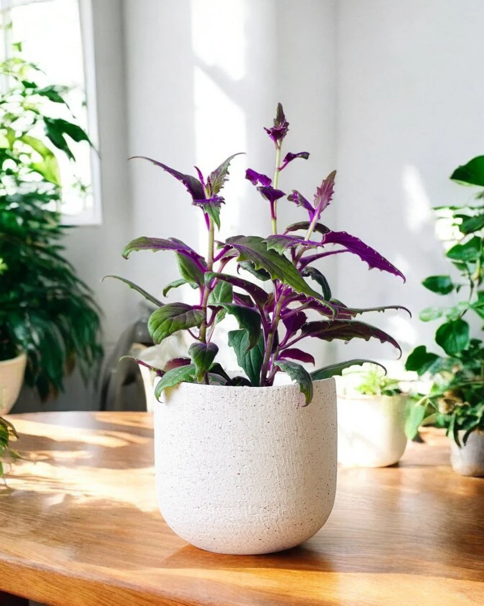 Velvet Plant Medium - Image 2