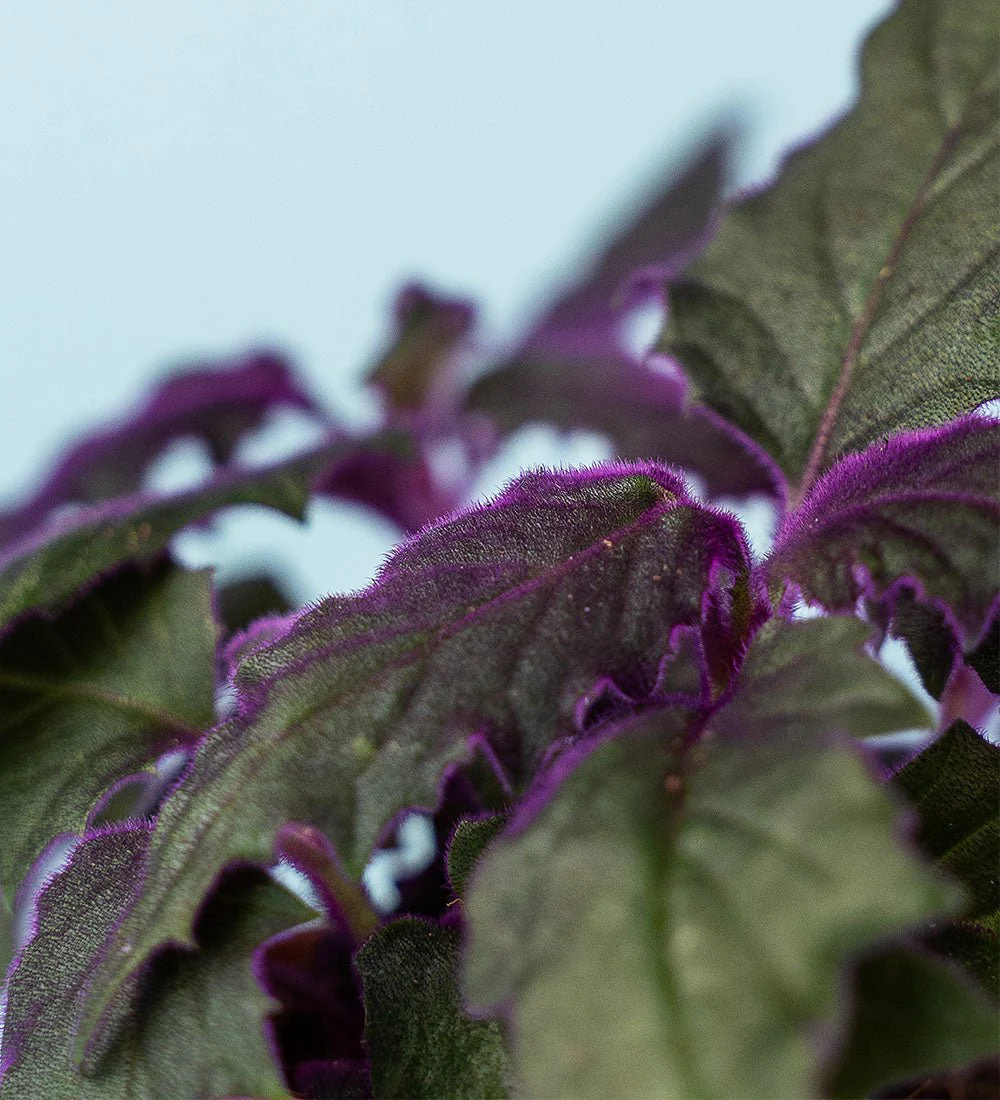 Velvet Plant Medium - Image 3