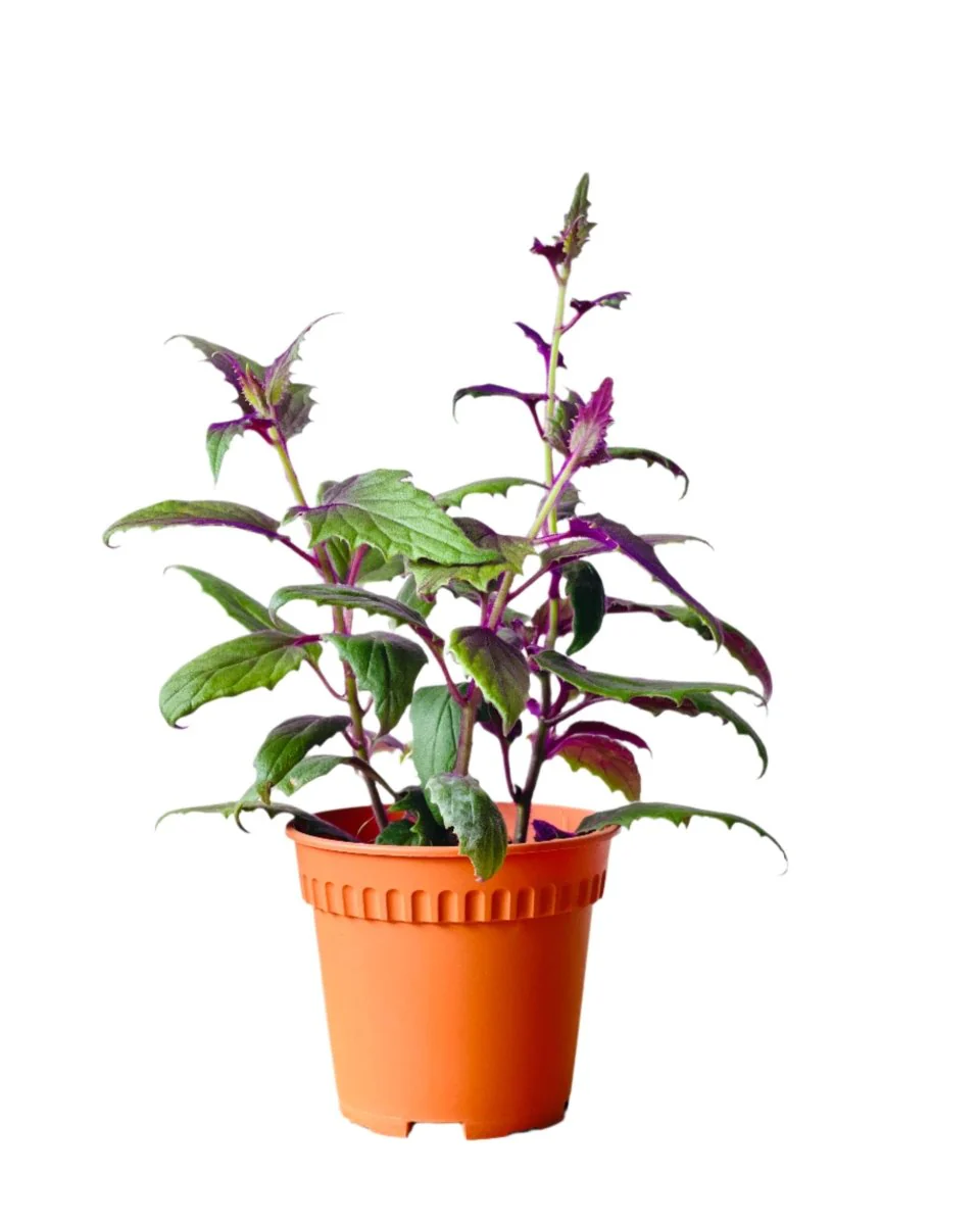 Velvet Plant Medium - Image 4