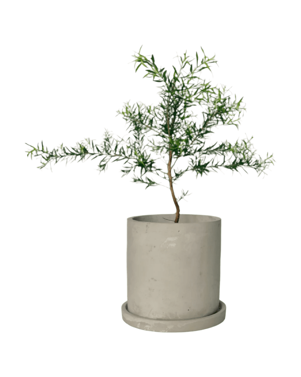 Melaleuca Alternifolia 'Shining Arrow' - Image 10
