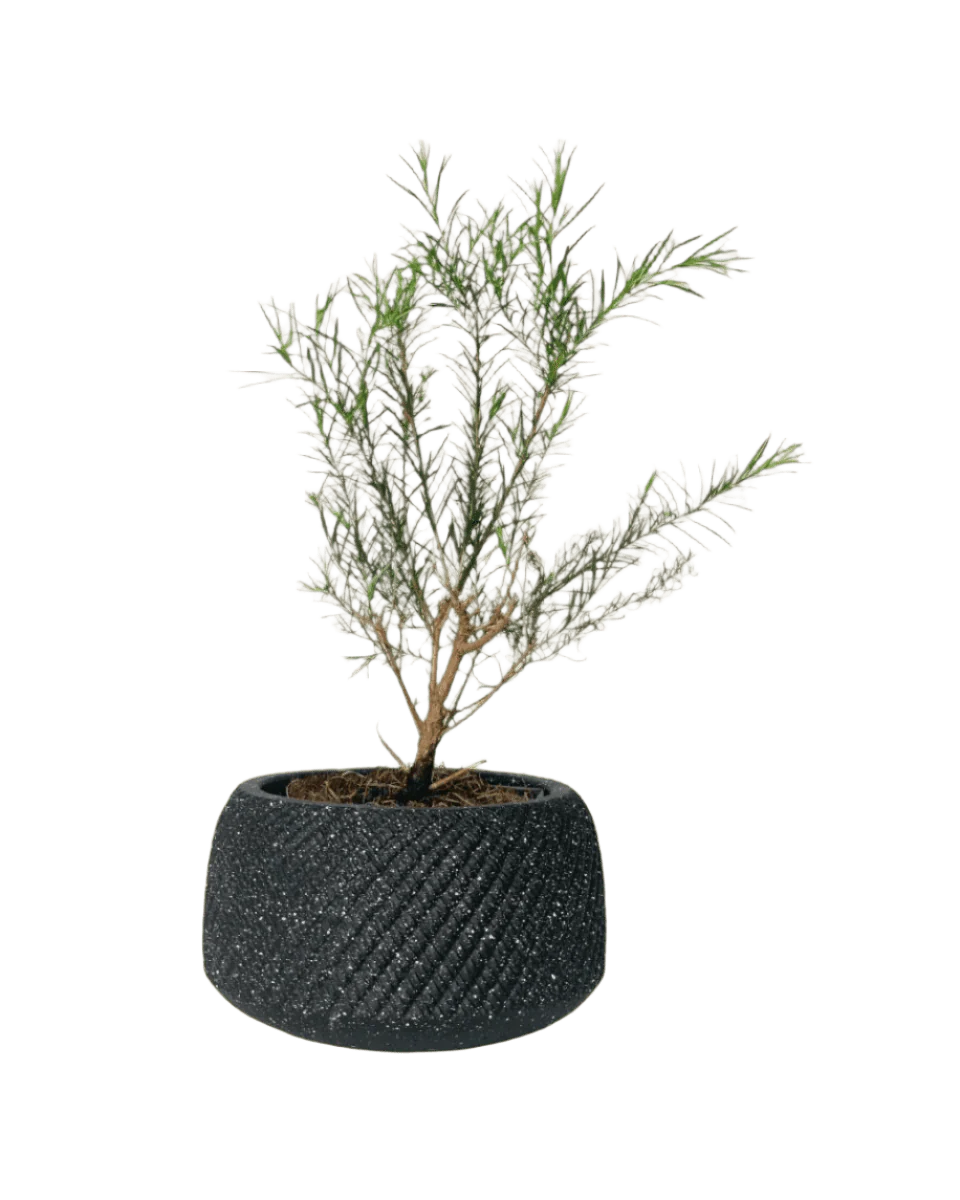 Melaleuca Alternifolia 'Shining Arrow' - Image 11
