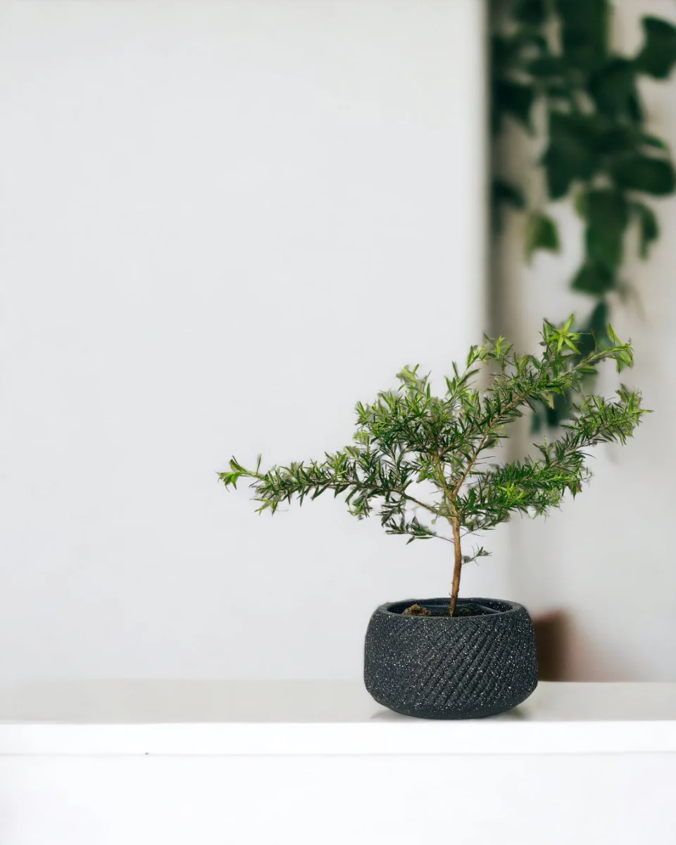 Melaleuca Alternifolia 'Shining Arrow' - Image 2