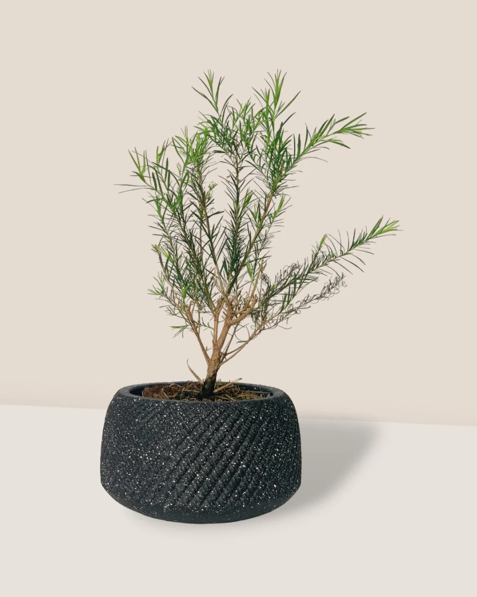 Melaleuca Alternifolia 'Shining Arrow' - Image 3