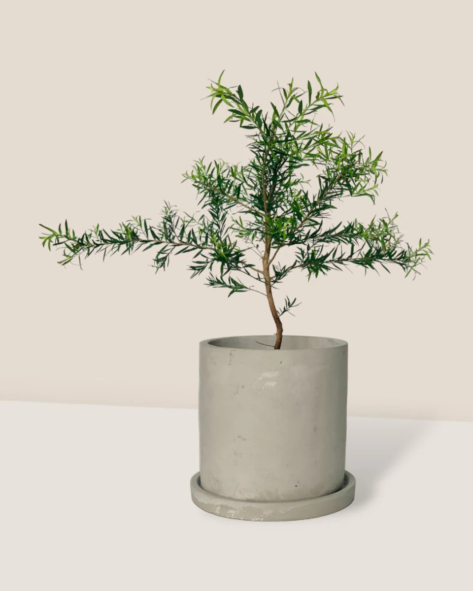 Melaleuca Alternifolia 'Shining Arrow' - Image 4