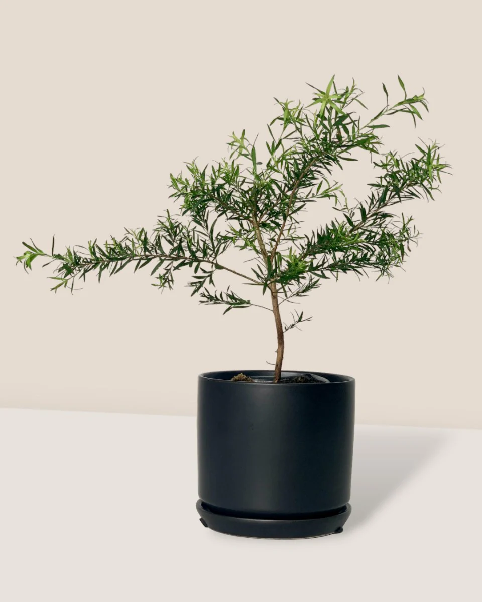Melaleuca Alternifolia 'Shining Arrow' - Image 5