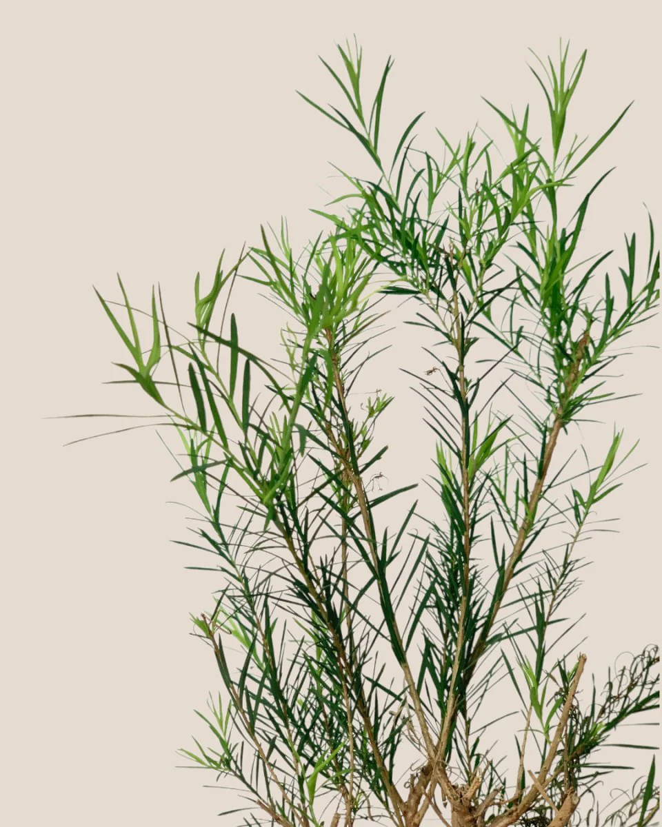 Melaleuca Alternifolia 'Shining Arrow' - Image 6