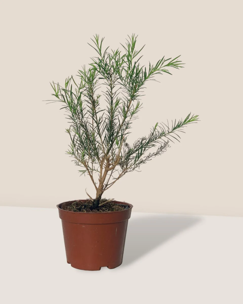 Melaleuca Alternifolia 'Shining Arrow' - Image 7