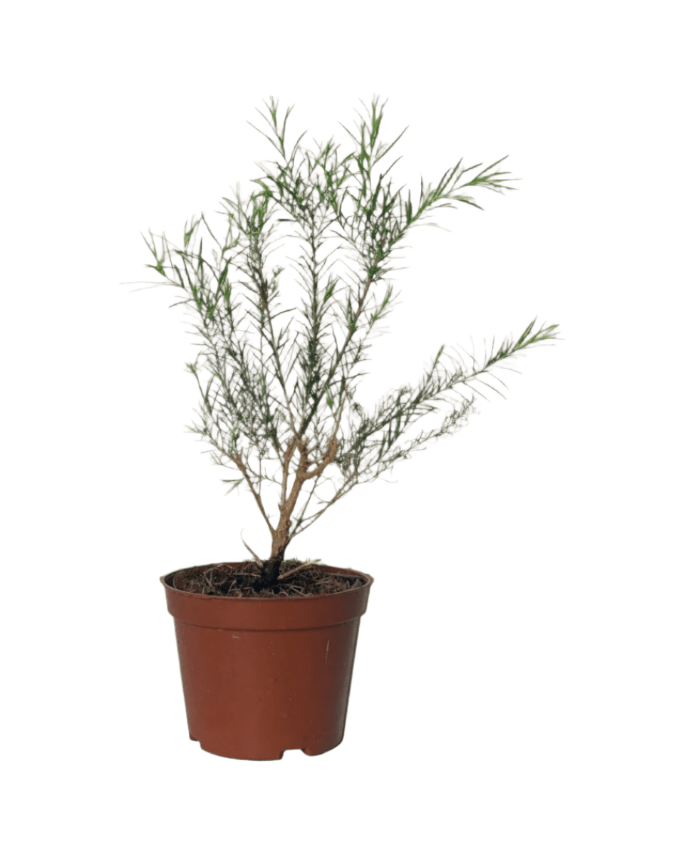 Melaleuca Alternifolia 'Shining Arrow' - Image 8