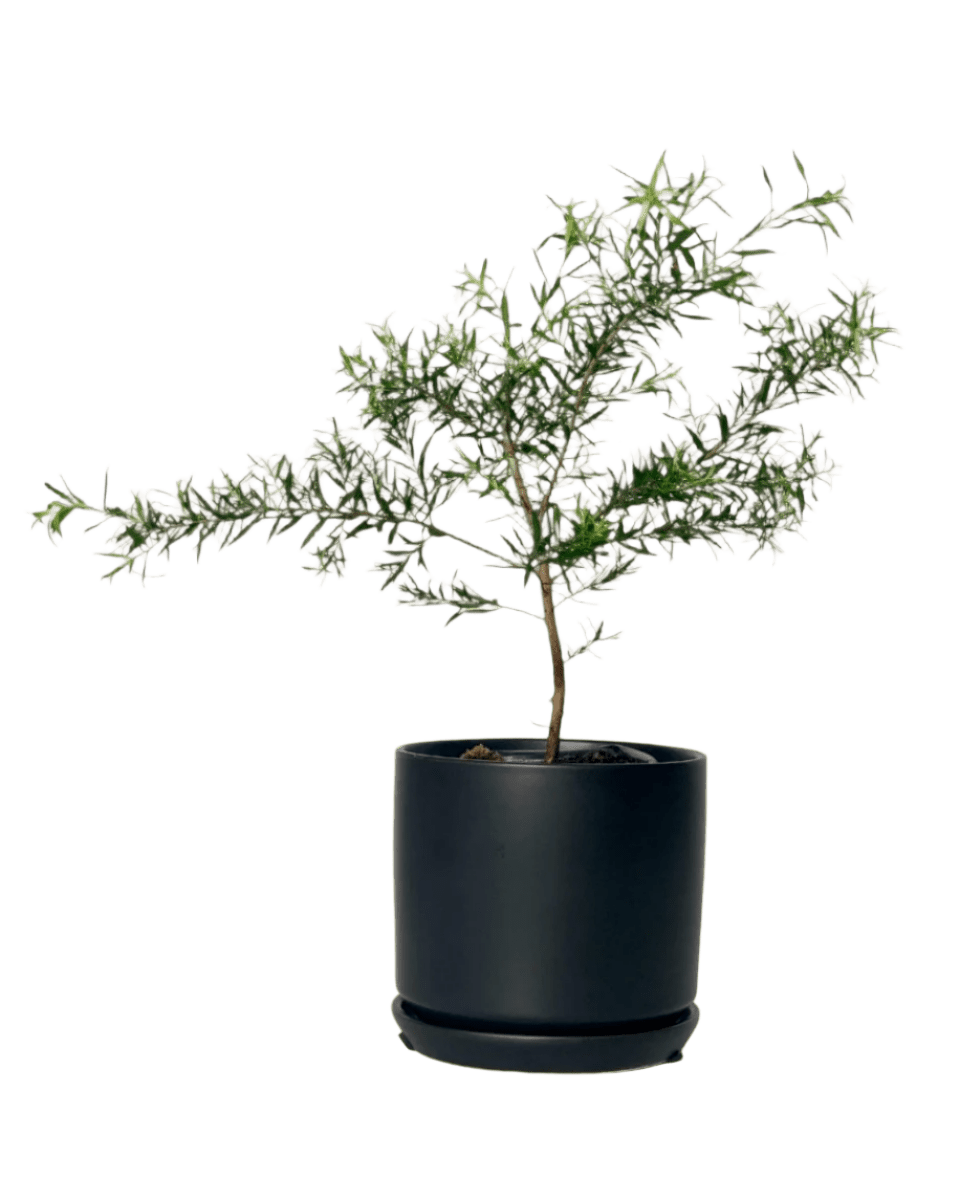 Melaleuca Alternifolia 'Shining Arrow' - Image 9