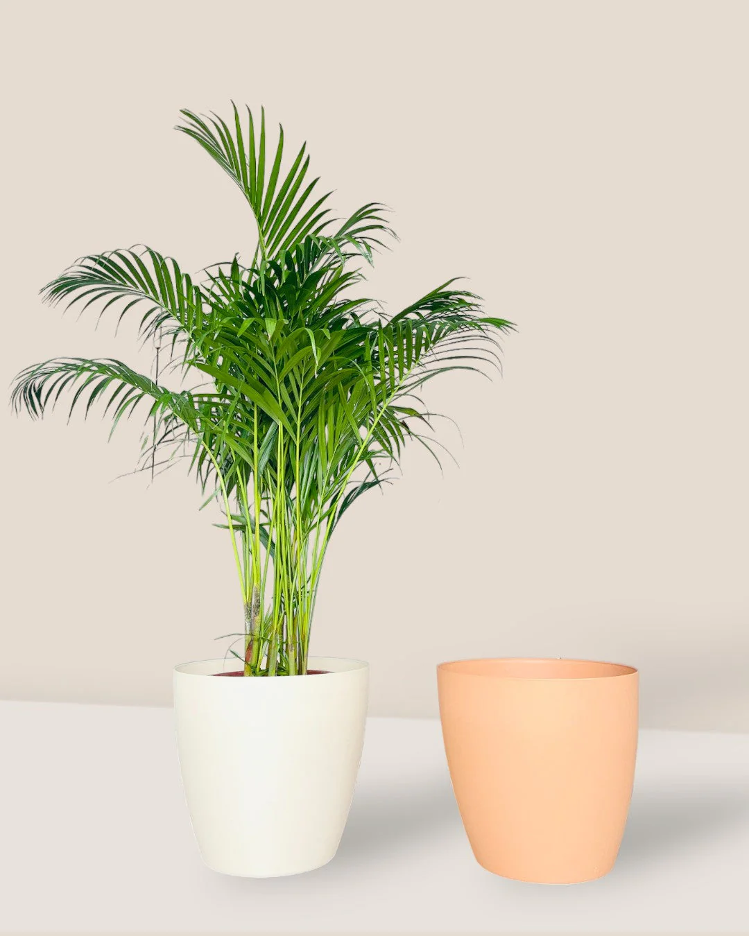 Mila XL - Image 4