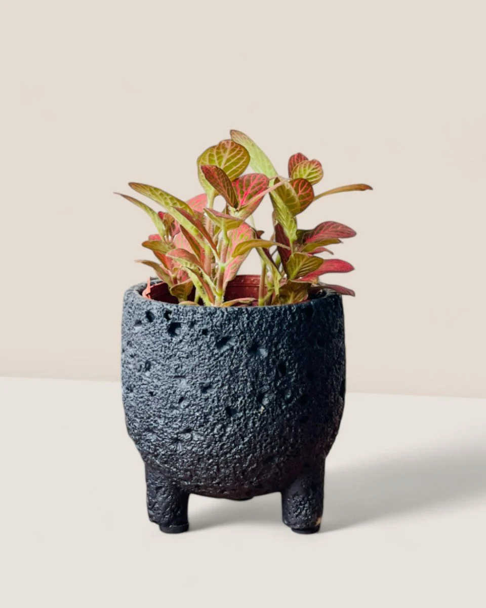 Anya Cement Pot Mini - Image 2