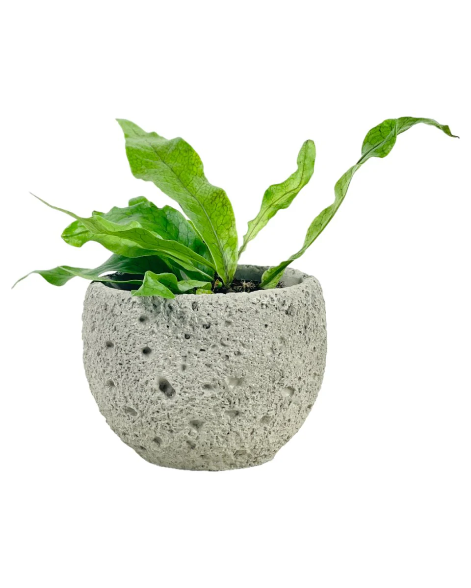 Round Cement Planter - Mini - Image 2
