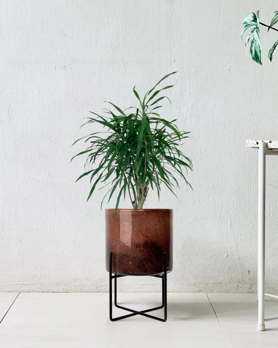 Mini Dracaena Marginata - Image 10