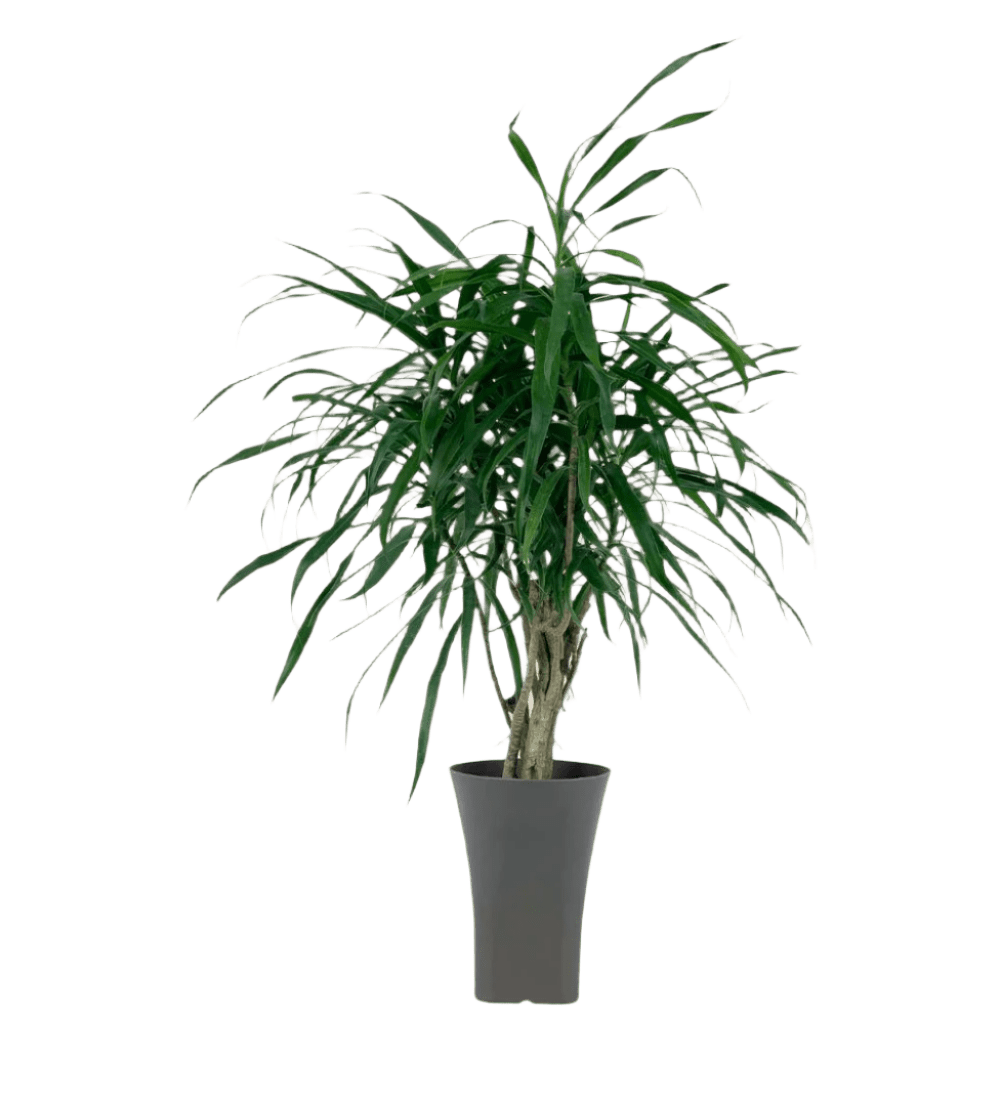 Mini Dracaena Marginata - Image 13