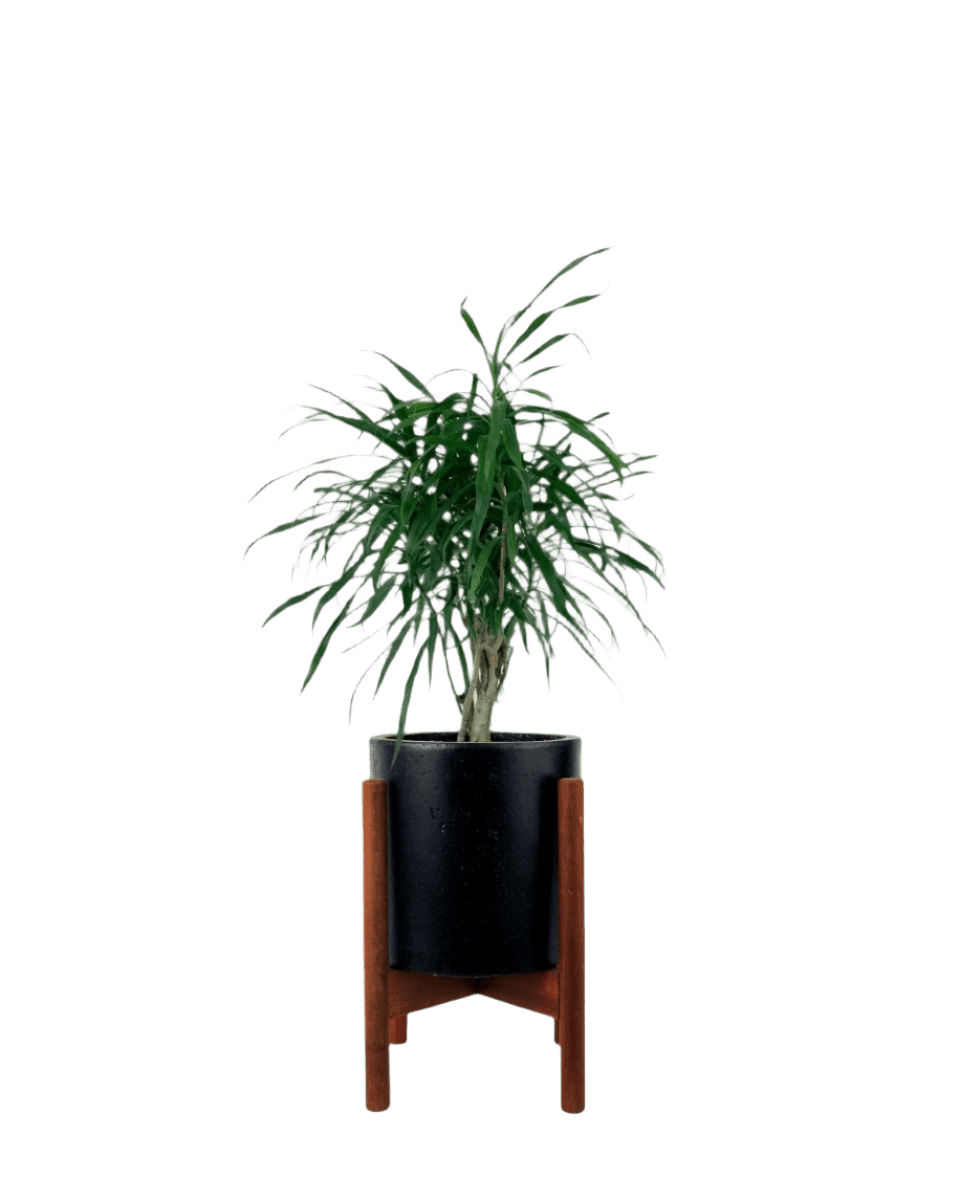 Mini Dracaena Marginata - Image 14
