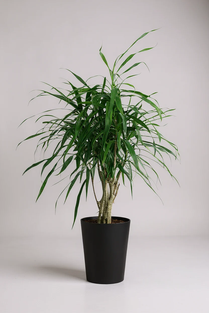 Mini Dracaena Marginata - Image 6