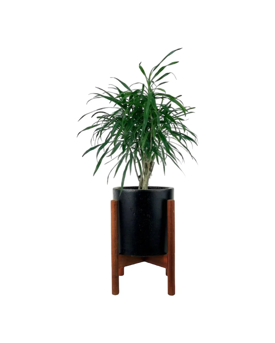 Mini Dracaena Marginata - Image 7
