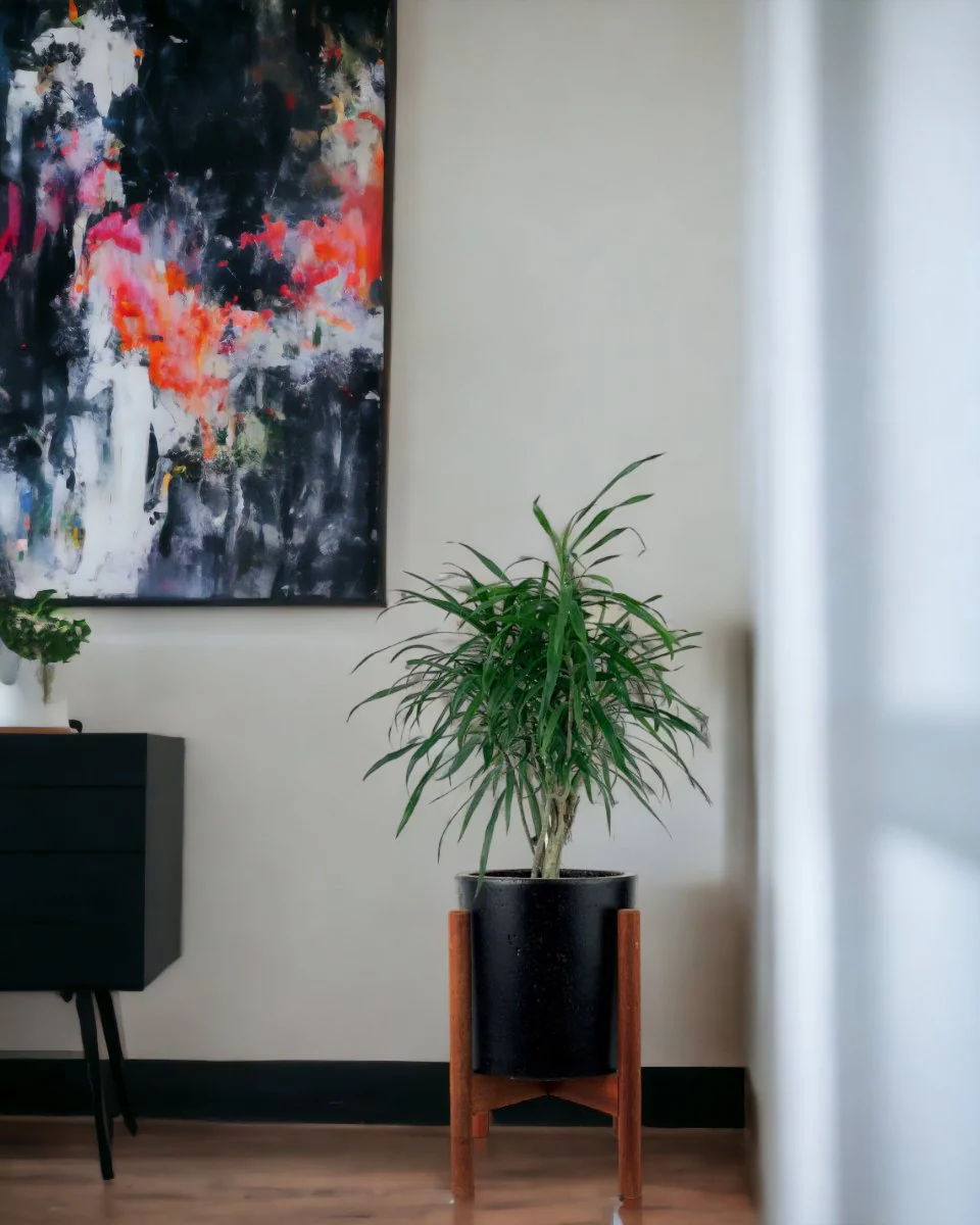 Mini Dracaena Marginata - Image 8
