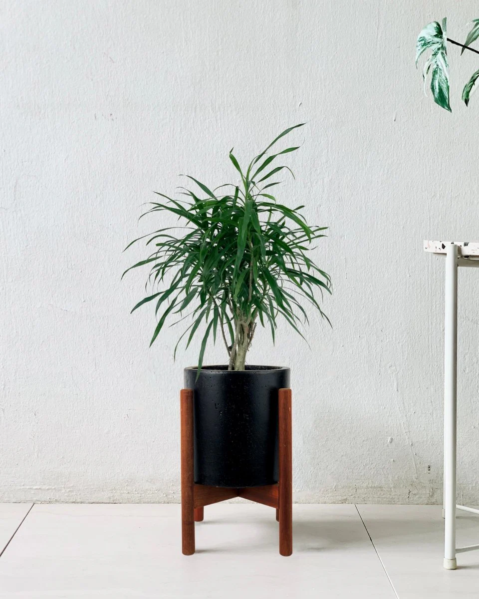 Mini Dracaena Marginata - Image 9