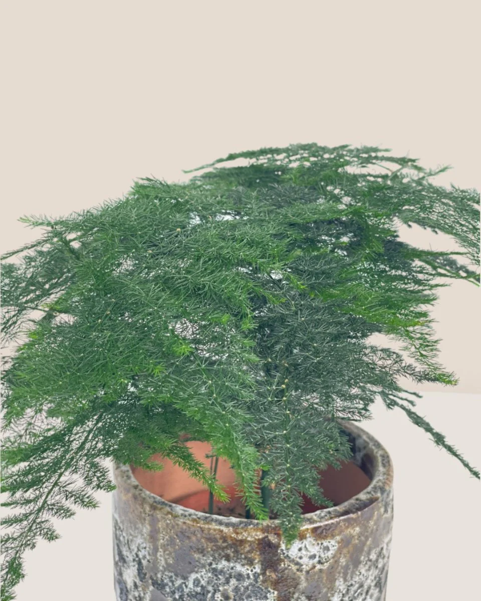 Mini Lace Fern - Image 9