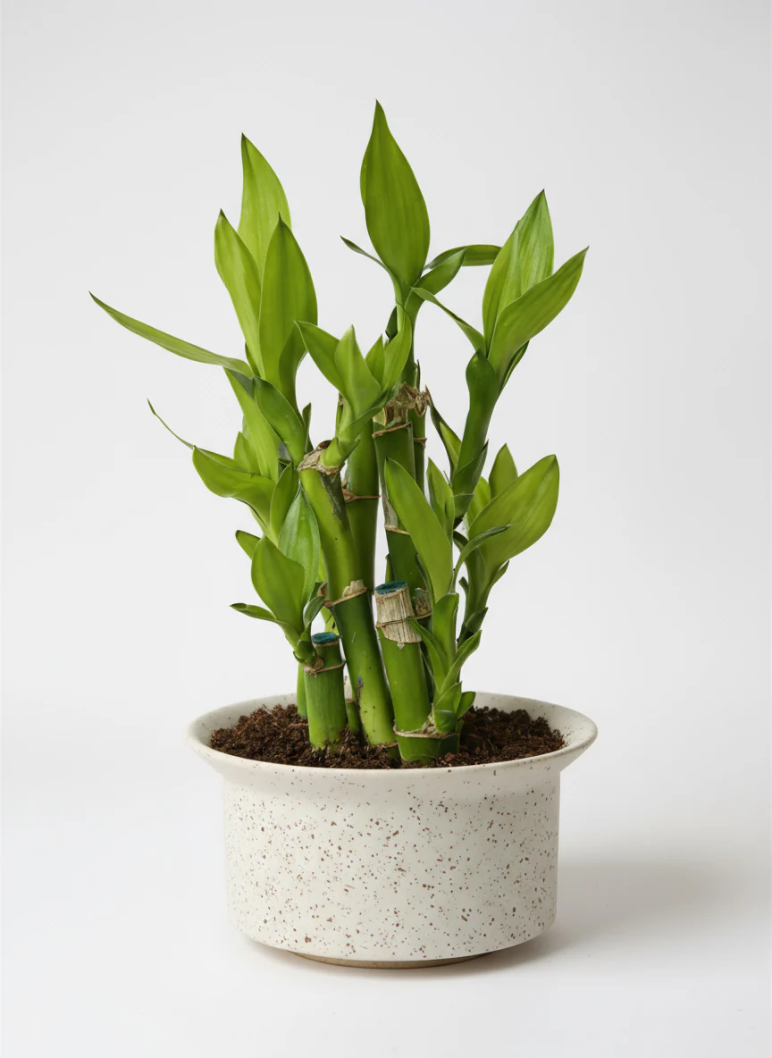 Mini Lucky Bamboo Plant - Cluster - Image 6