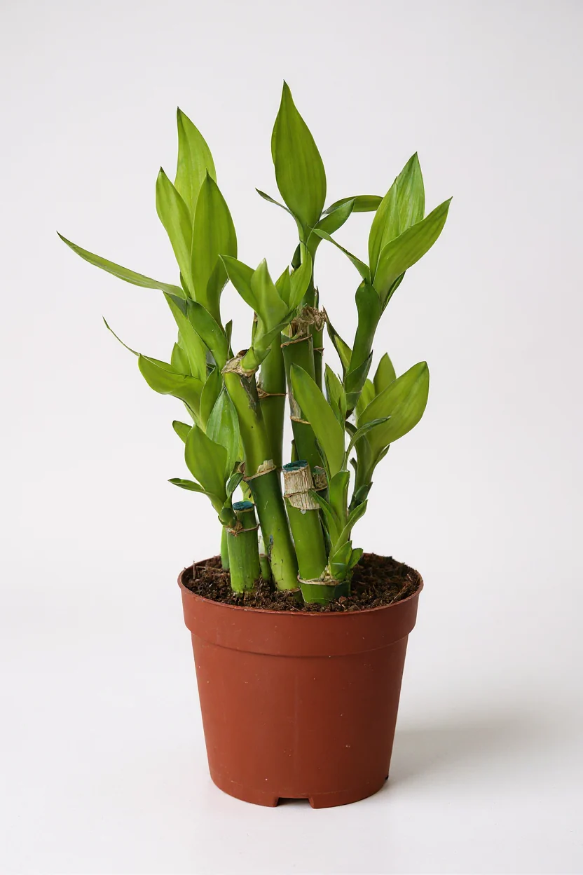 Mini Lucky Bamboo Plant - Cluster - Image 7