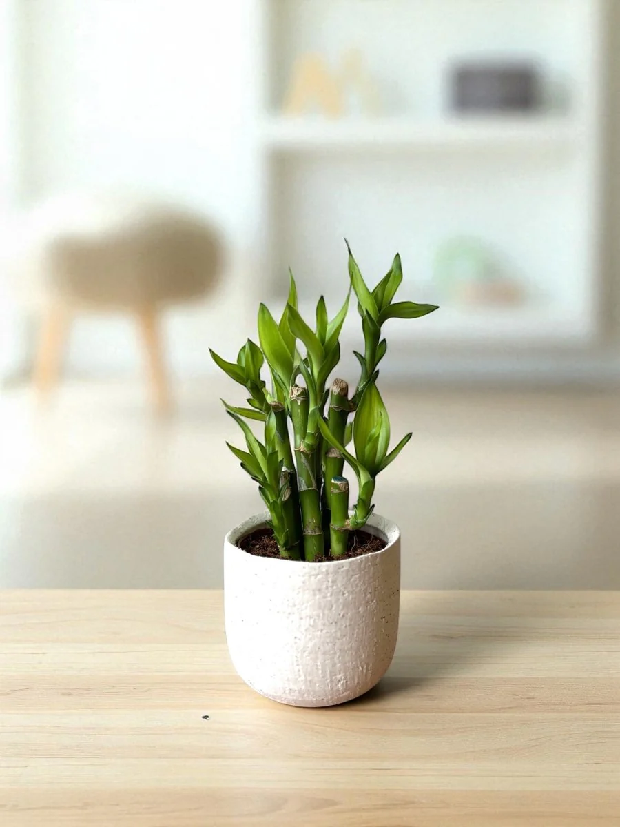 Mini Lucky Bamboo Plant - Cluster - Image 8