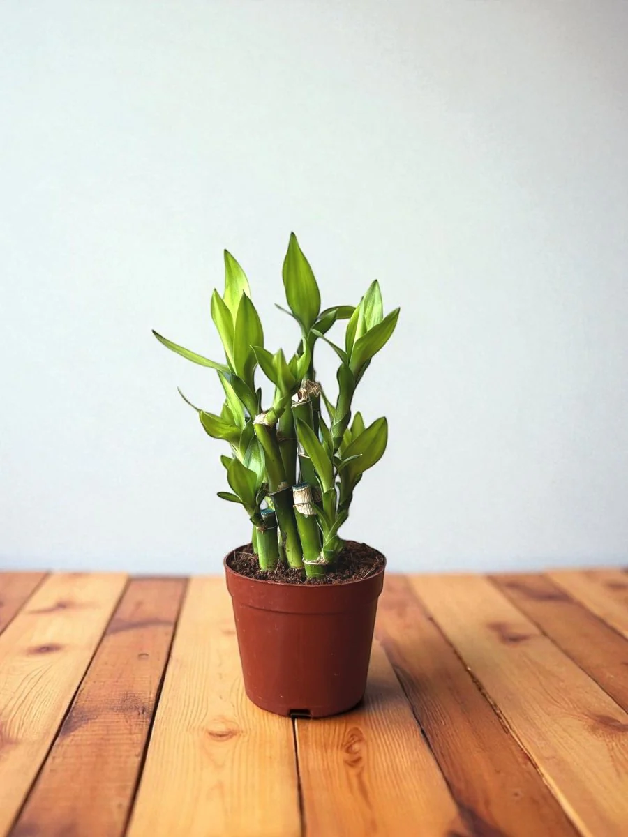 Mini Lucky Bamboo Plant - Cluster - Image 9
