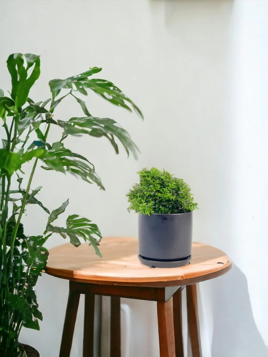 Mini Murraya Exotica Plant - Image 2