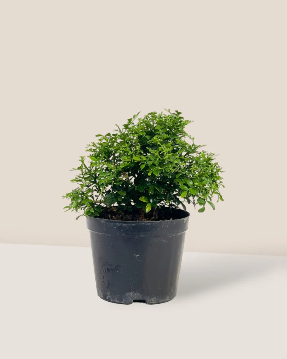 Mini Murraya Exotica Plant - Image 3