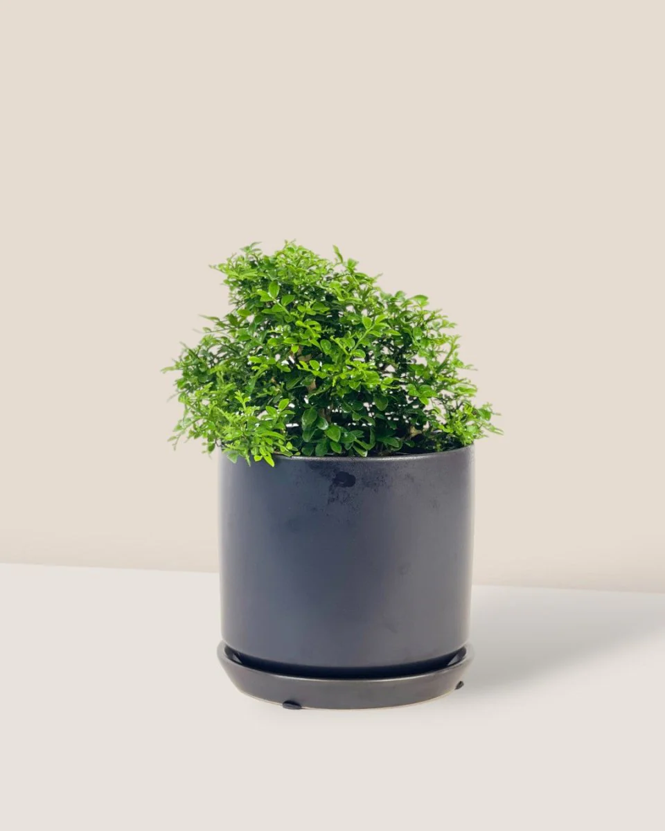 Mini Murraya Exotica Plant - Image 4