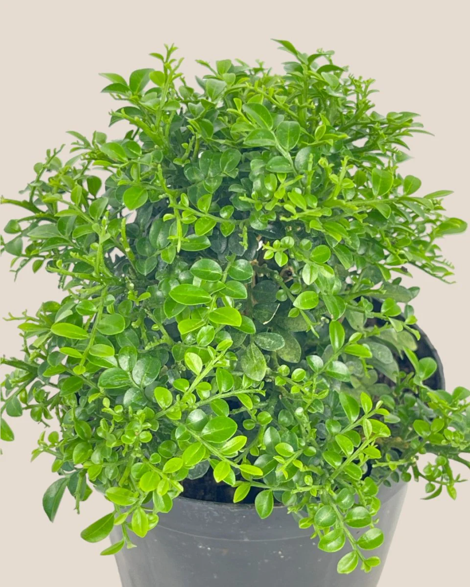 Mini Murraya Exotica Plant - Image 5