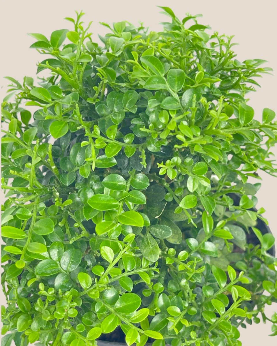 Mini Murraya Exotica Plant - Image 6