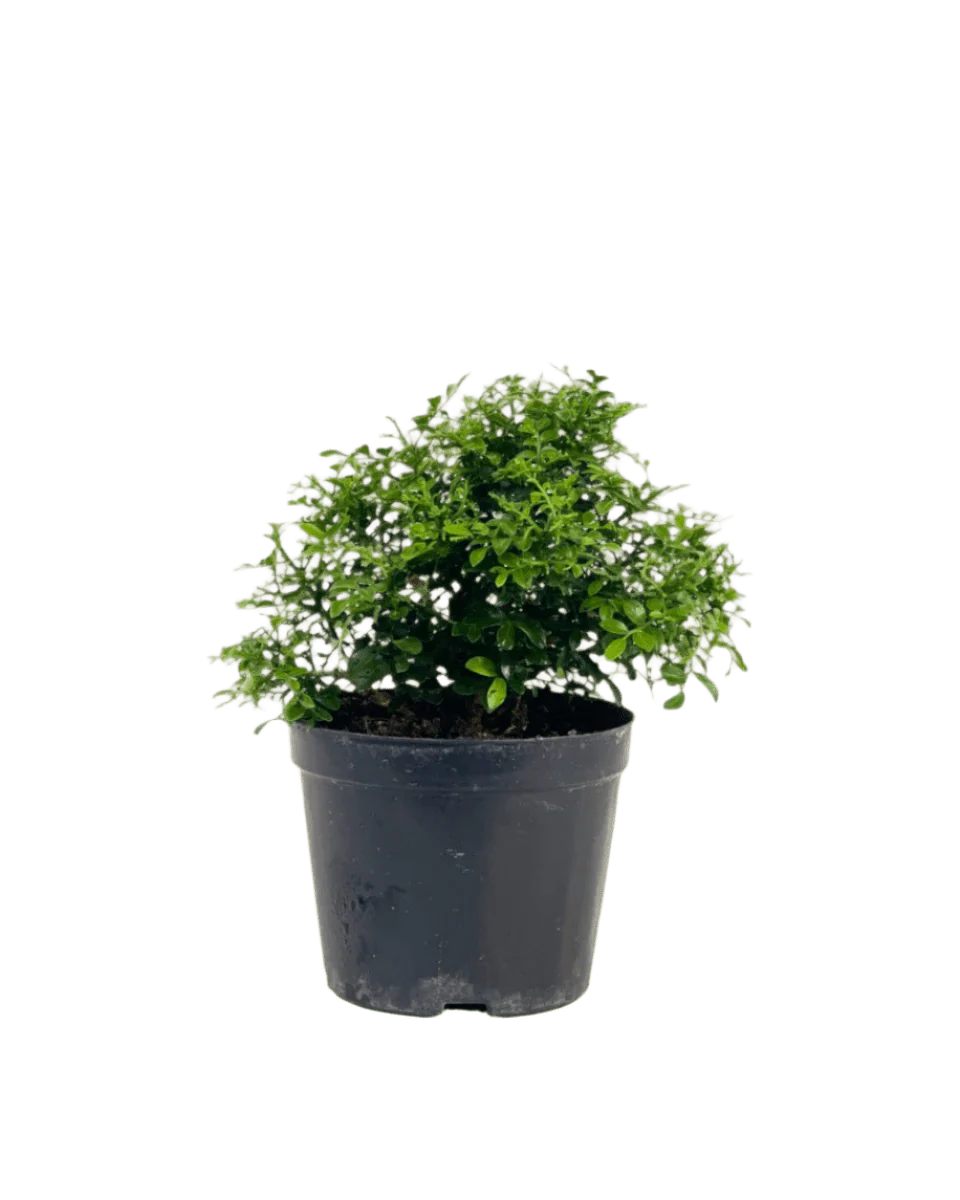 Mini Murraya Exotica Plant - Image 7