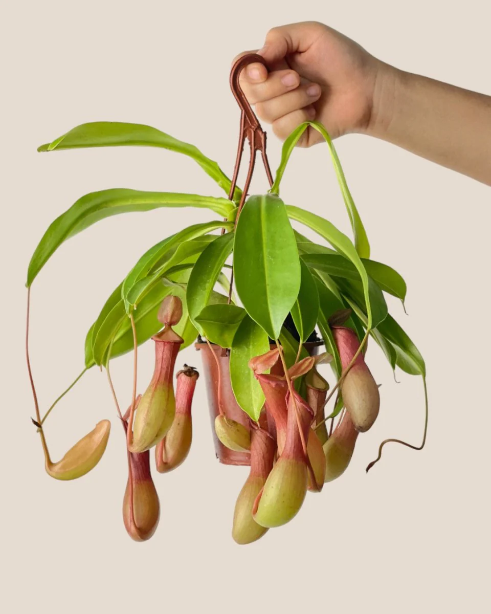Mini Nepenthes Pitcher Plant - Image 2