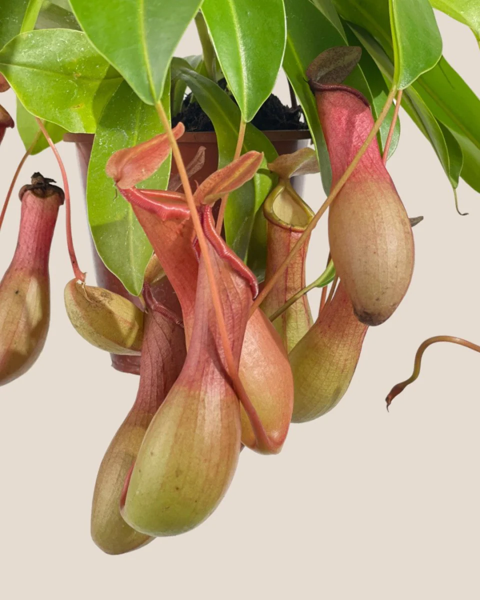 Mini Nepenthes Pitcher Plant - Image 3