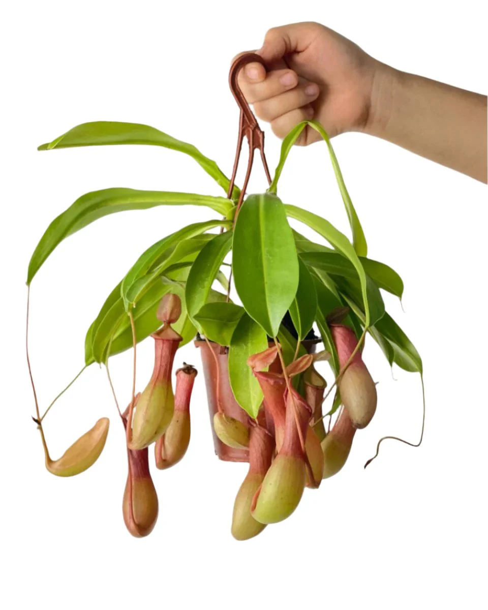 Mini Nepenthes Pitcher Plant - Image 4