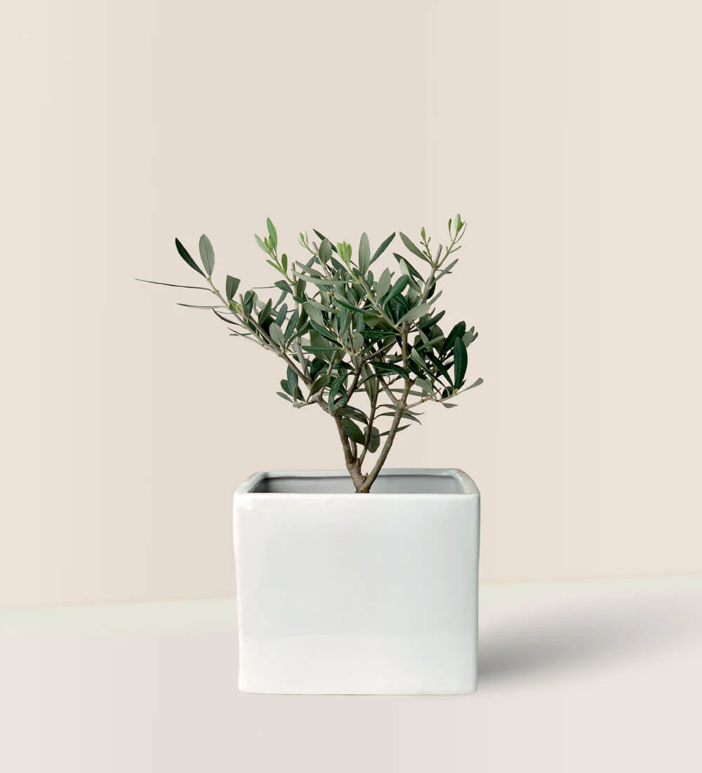 Mini Olive Tree (Olea Europaea Holland) - Image 3