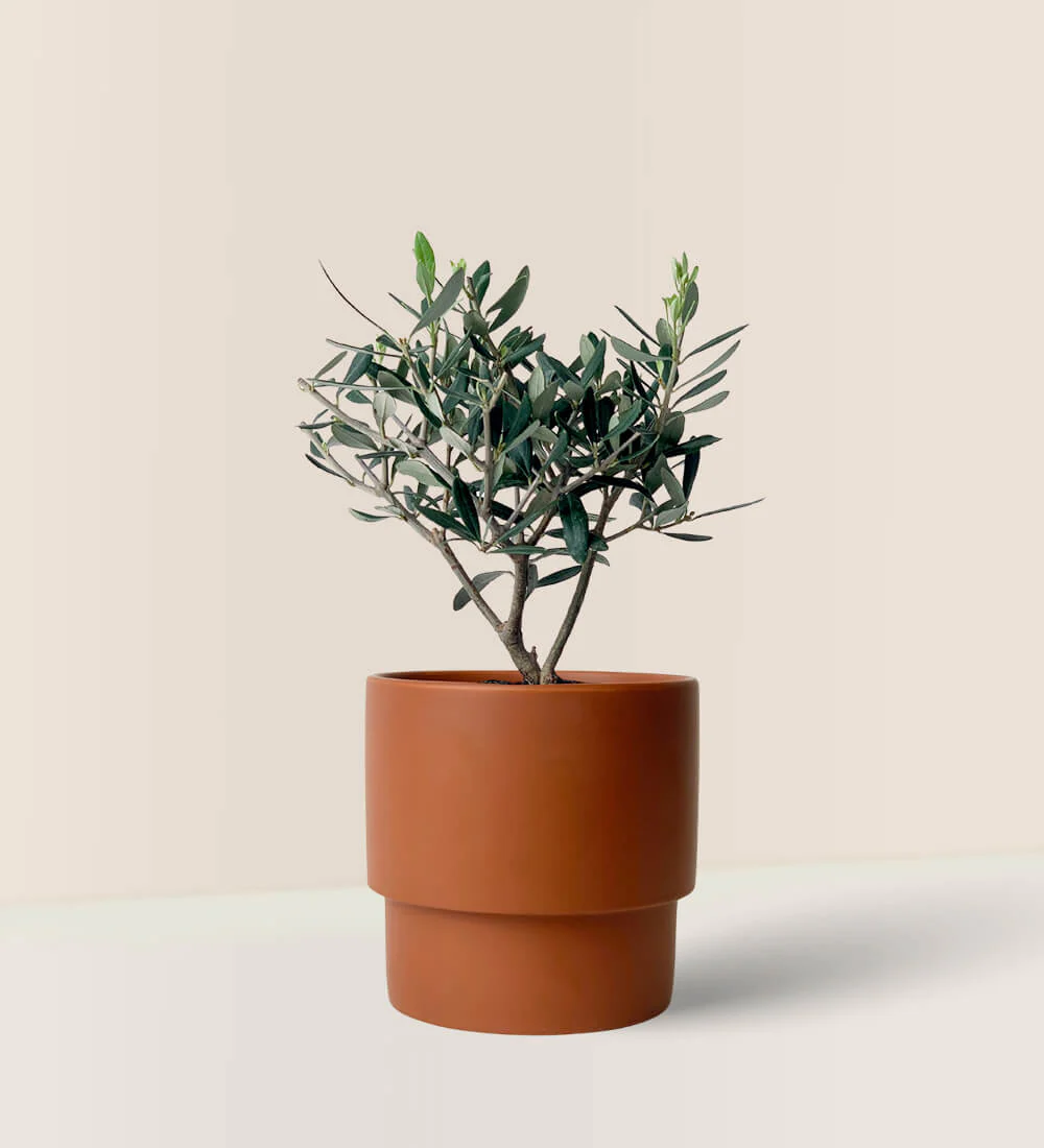 Mini Olive Tree (Olea Europaea Holland) - Image 4