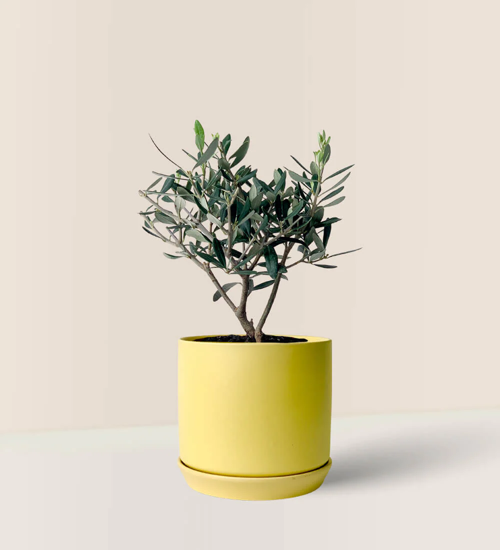 Mini Olive Tree (Olea Europaea Holland) - Image 5