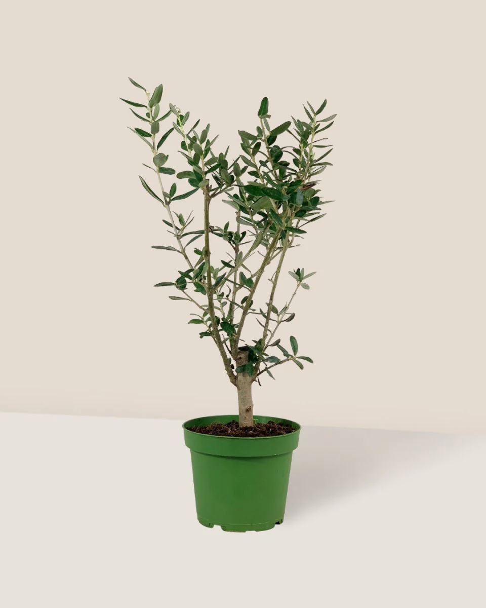 Mini Olive Tree (Olea Europaea Holland) - Image 6