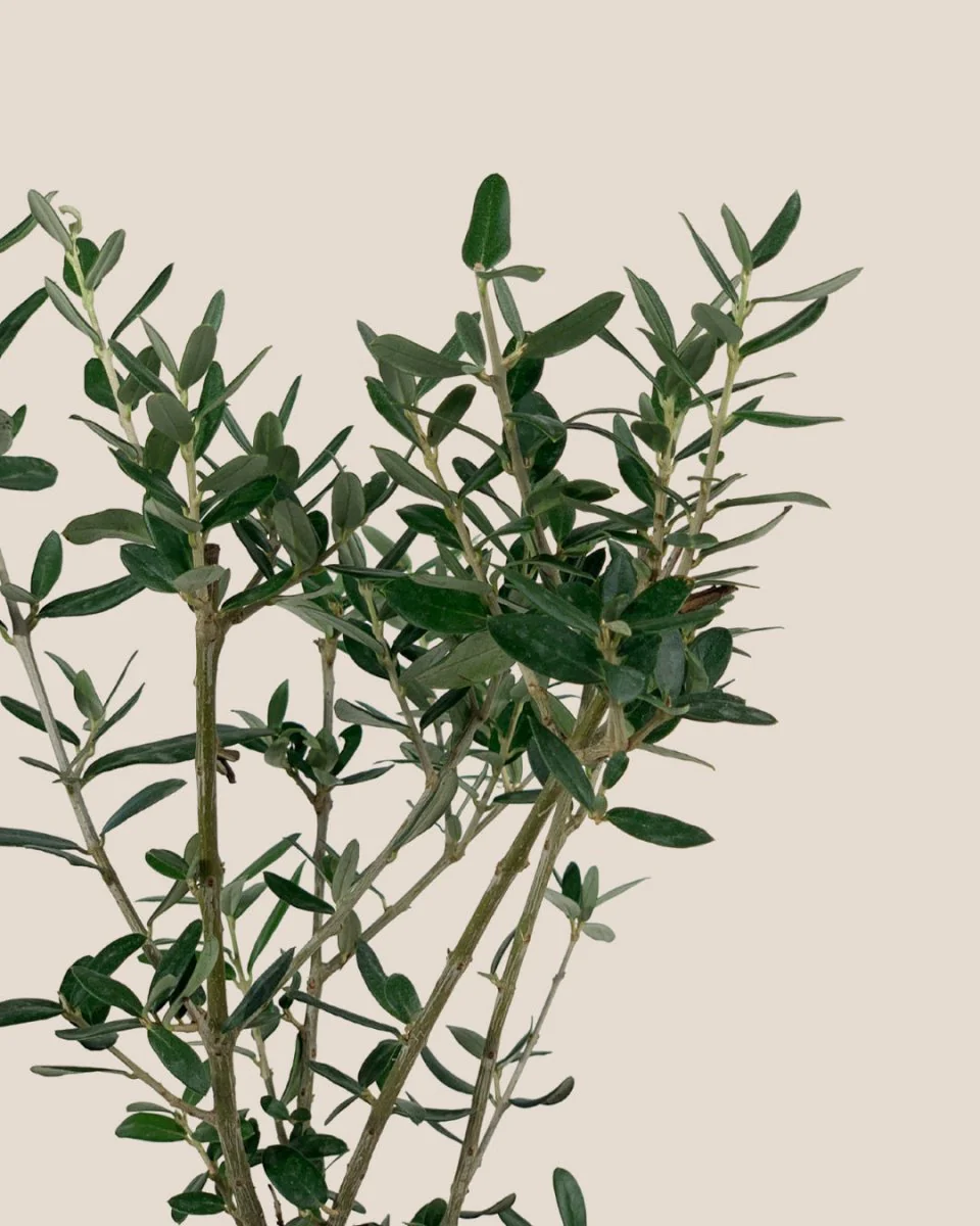 Mini Olive Tree (Olea Europaea Holland) - Image 7